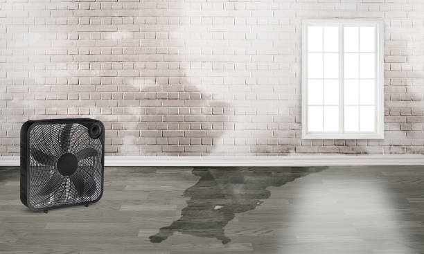 Best Professional water damage repair  in Roland, IA